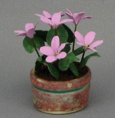 Pink Tuberose