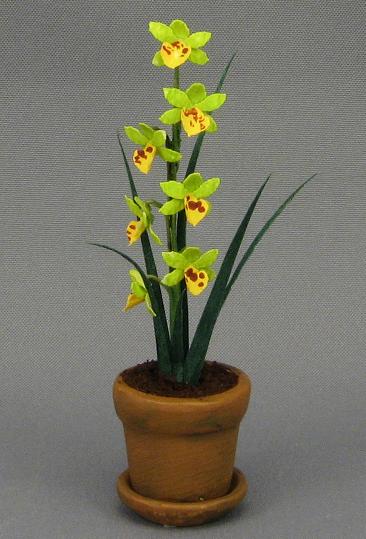 Yellow Orchids in a Pot