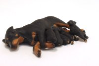 (image for) Miniature Rottweiler with 5 Nursing Puppies by Karl Blindheim