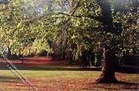 (image for) Fall Yard Scene Miniature Mural for Dollhouses