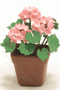 (image for) Miniature Pink Geraniums in Square Brown Pot