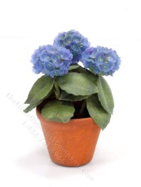 (image for) Miniature Potted Hydrangeas by Barb Plevan