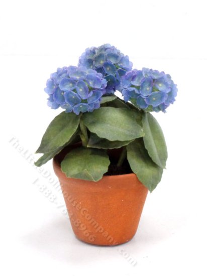 (image for) Miniature Potted Hydrangeas by Barb Plevan