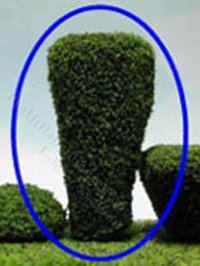 (image for) Miniature Tall Tapered Square Tree