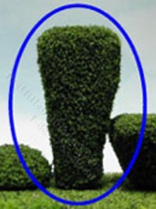 (image for) Miniature Tall Tapered Square Tree