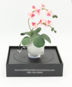 (image for) Miniature Orchids in a pot