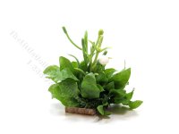 (image for) Miniature Plant Arrangement on Wooden Base for Dolhouses
