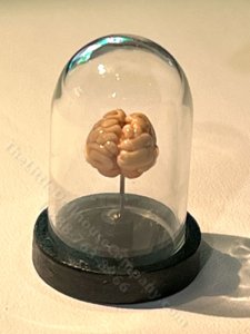 (image for) Miniature Anatomical Brain Model for Dollhouses