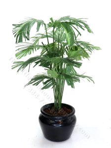 (image for) Miniature Potted Parlour Palm by Mini Creations by Judy