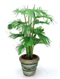 (image for) Miniature Potted Parlour Palm by Mini Creations by Judy