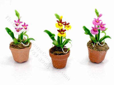 (image for) Miniature Moth Orchids for Dollhouses (1pc)