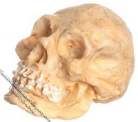 (image for) Miniature Skull for Dollhouses
