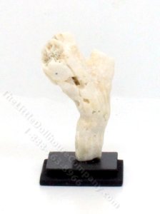 (image for) Miniature Coral Art Piece by PRD Miniatures