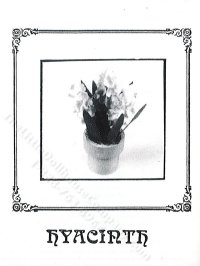 (image for) Miniature Potted Hyacinth Plant Kit