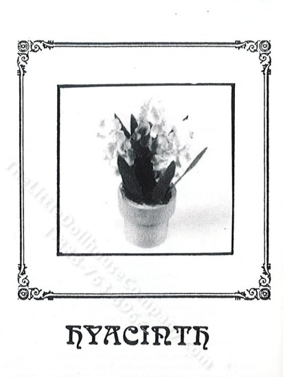 (image for) Miniature Potted Hyacinth Plant Kit