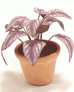(image for) Miniature "Fishnet Stocking" Coleus Plant in Terracotta Pot