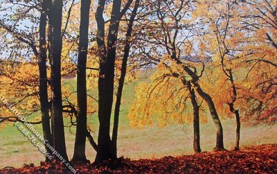 (image for) Fall Shade Trees Scene Miniature Mural for Dollhouses