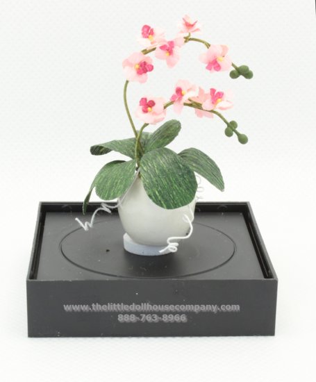 (image for) Miniature Orchids in a pot