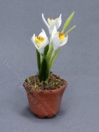 (image for) Miniature Potted White Crocuses for Dollhouses