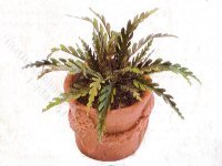 (image for) Miniature Fern Leaves Kit