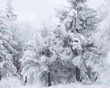 (image for) Winter Accessories