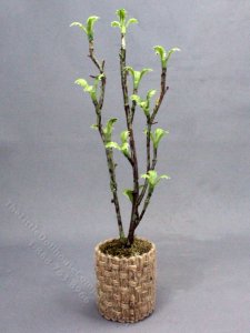 (image for) Miniature Indoor Tree for Dollhouses