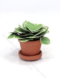 (image for) Miniature Potted Hosta by Mini Creations by Judy