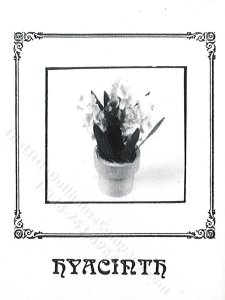 (image for) Miniature Potted Hyacinth Plant Kit