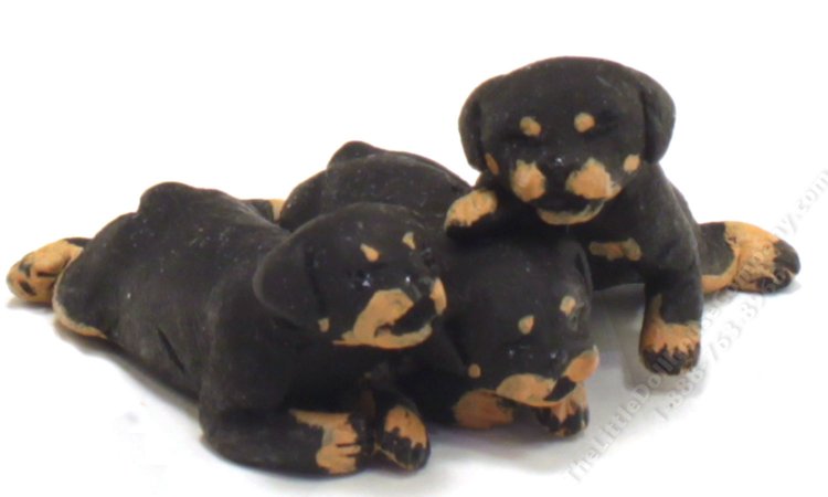 (image for) Miniature Rottweiler 3 Puppy Litter by Karl Blindheim
