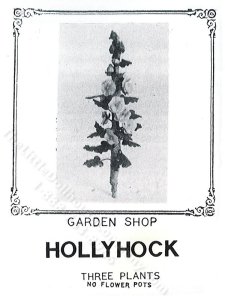 (image for) Miniature Hollyhock Plant Kit