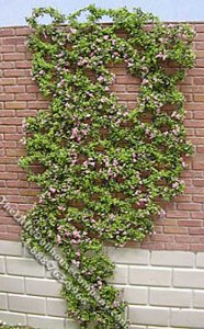 (image for) Dollhouse Scale Model 10" Vine with Fushia Pink Flowers