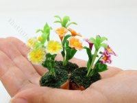 (image for) Miniature Dianthus Flowers in Terracotta Pot