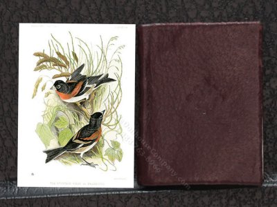 (image for) Miniature Book: 'Birds Drawn From Nature'