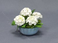 (image for) Miniature White Hydrangeas in a Blue Ceramic Pot