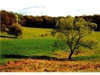 (image for) Summer Field Scene Miniature Mural for Dollhouses