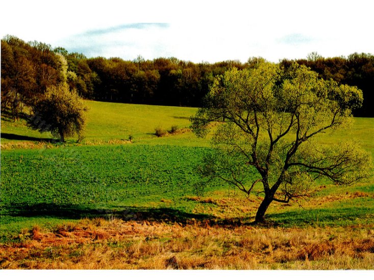 (image for) Summer Field Scene Miniature Mural for Dollhouses