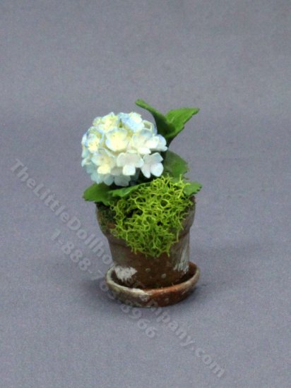 (image for) Miniature Blue Hydrangea in a Mossy Pot