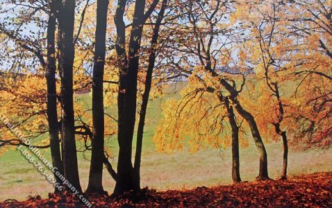 (image for) Fall Shade Trees Scene Miniature Mural for Dollhouses