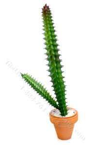 (image for) Miniature San Pedro Cactus for Dollhouses