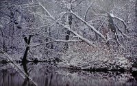 (image for) Winter Woods Scene Miniature Mural for Dollhouses