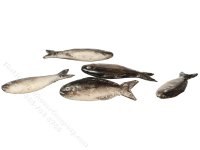 (image for) Set of 5 Miniature Fish for Dollhouses