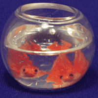 (image for) Two Miniature Goldfish in Bowl
