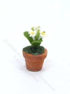 (image for) Miniature Potted White Plumeria for Dollhouses