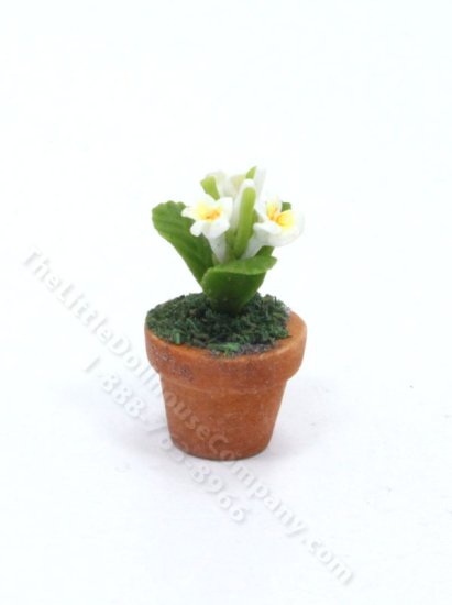 (image for) Miniature Potted White Plumeria for Dollhouses
