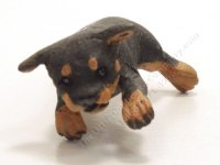 (image for) Miniature Rottweiler Puppy Lying on Back by Karl Blindheim