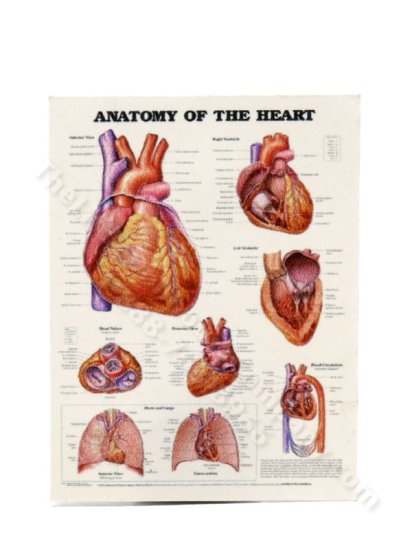 (image for) Miniature Heart Anatomy Poster for Dollhouses