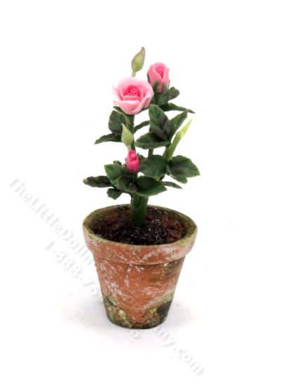 (image for) Miniature Pink Roses in a Pot