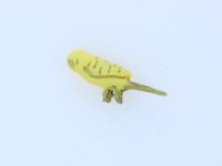 (image for) Miniature Budgie for Dollhouses