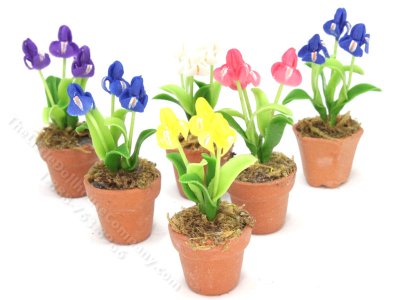 (image for) Miniature Three Potted Orchids (1pc)