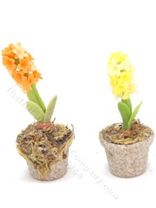 (image for) Miniature Potted Hyacinth